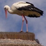 storch-auf-dem-atelier